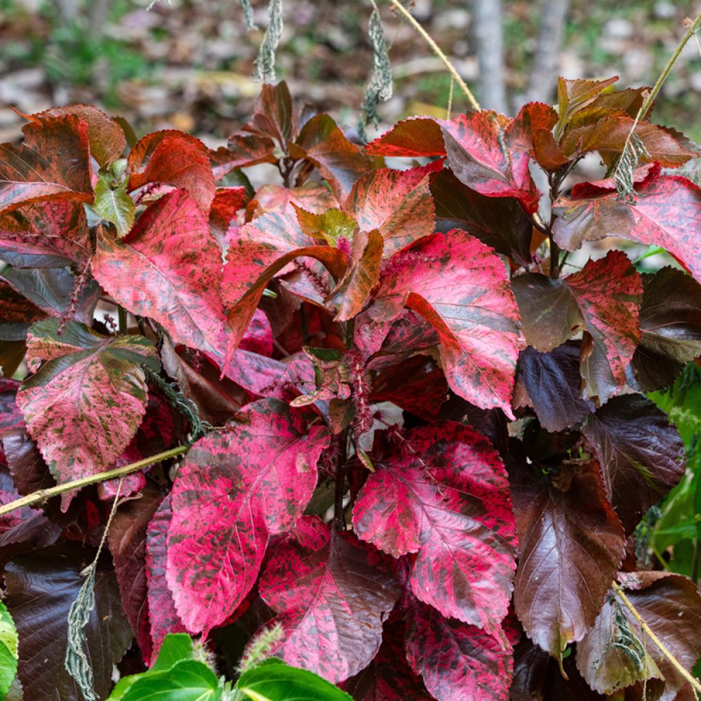 Acalypha godseffiana - Cancan