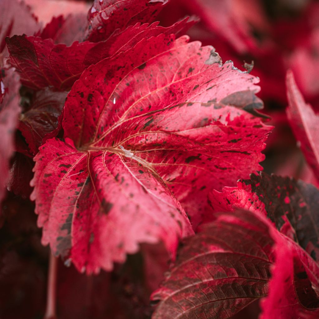 Acalypha godseffiana - Cancan