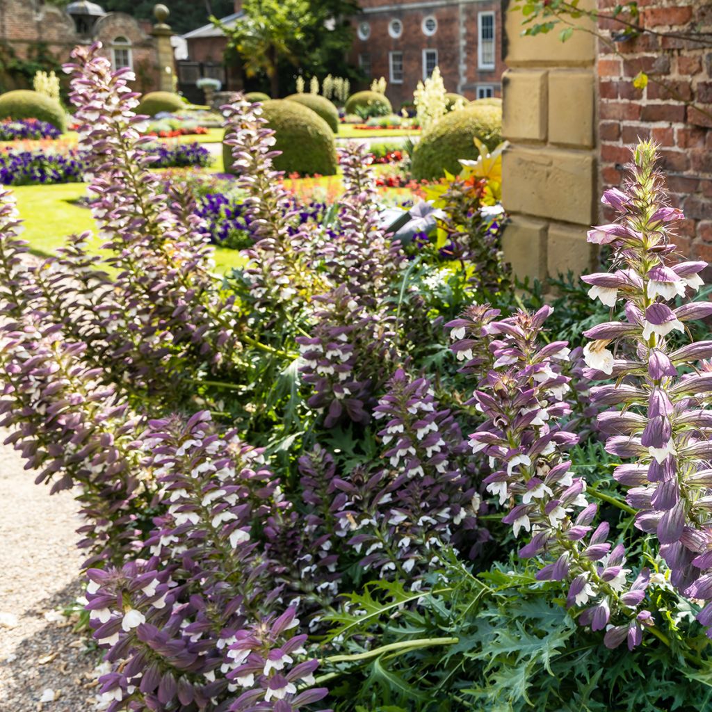 Acanthe spinosus - Acanthe épineuse