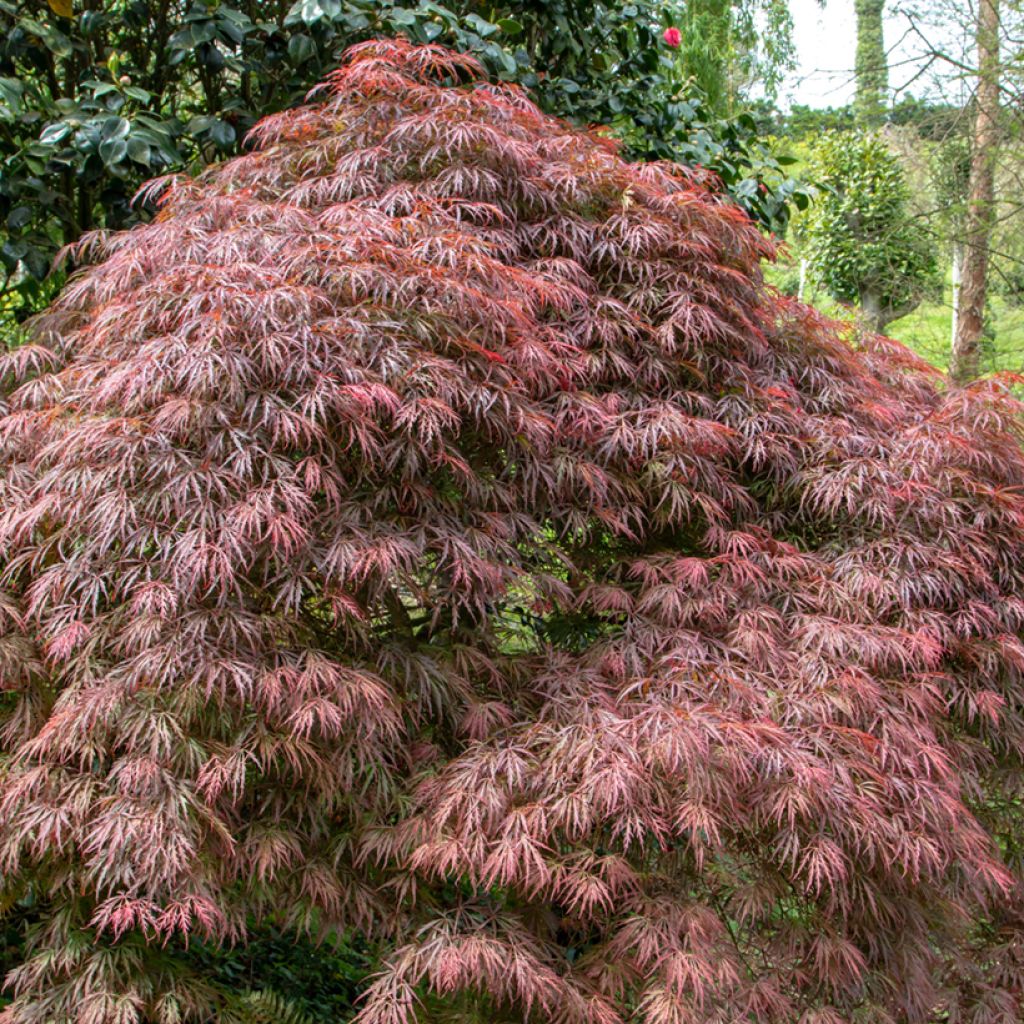 Acer palmatum Dissectum Atropurpureum - Érable du Japon