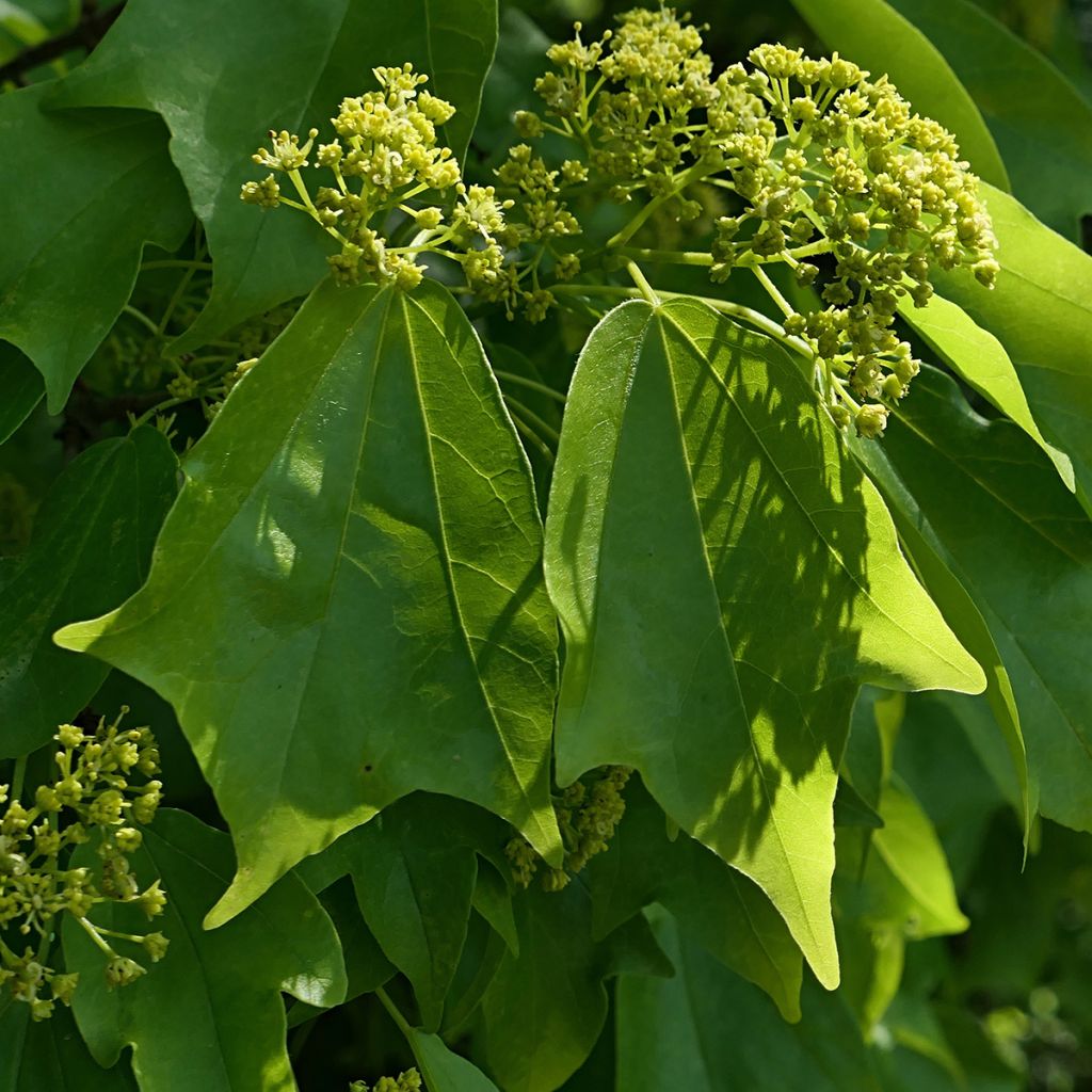 Graines d'Erable trident - Acer buergerianum