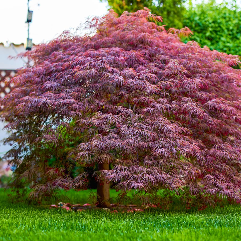 Erable du Japon - Acer palmatum Royal Garnet