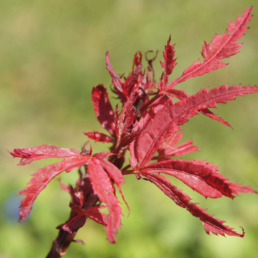 Érable du Japon - Acer palmatum Shirazz