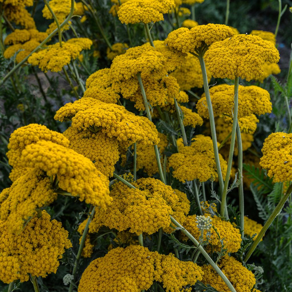 Achillée - Achillea filipendulina Parker's Variety