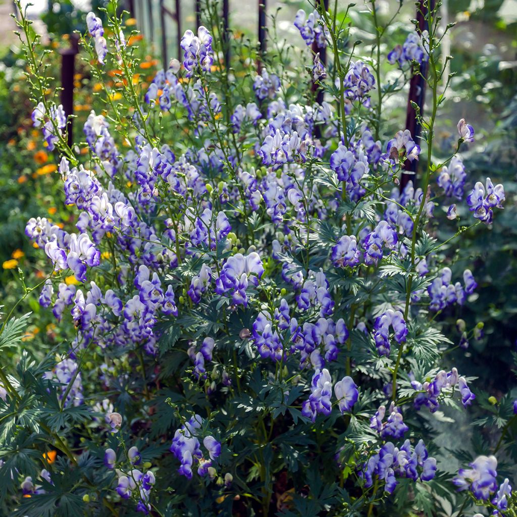 Aconit bleu et blanc - Aconitum cammarum Bicolor