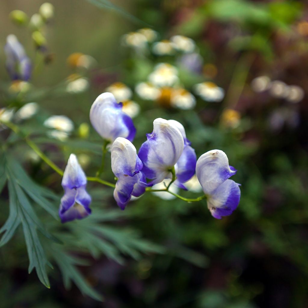 Aconit bleu et blanc - Aconitum cammarum Bicolor