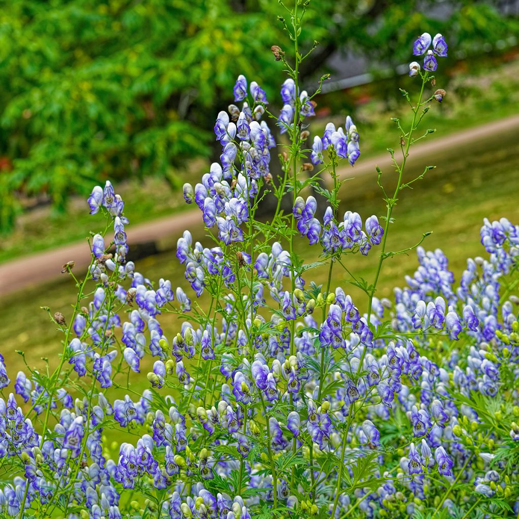 Aconit bleu et blanc - Aconitum cammarum Bicolor