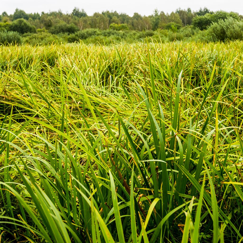 Acorus gramineus - Acore, jonc japonais