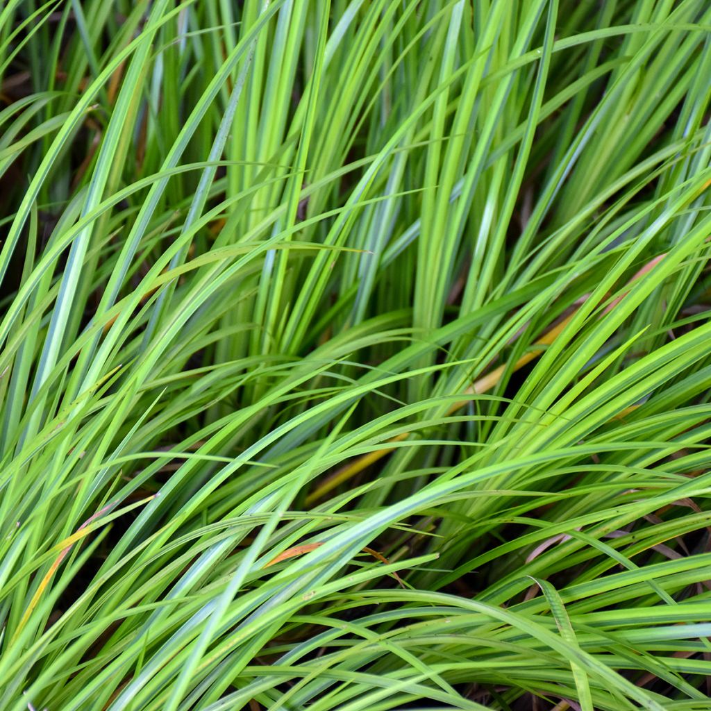 Acorus gramineus - Acore, jonc japonais