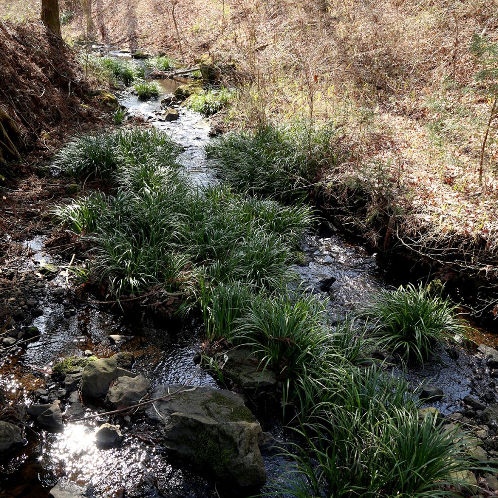 Acorus gramineus - Acore, jonc japonais