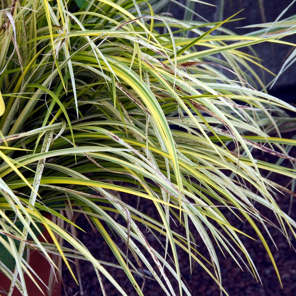 Acorus gramineus Ogon - Jonc japonais panaché