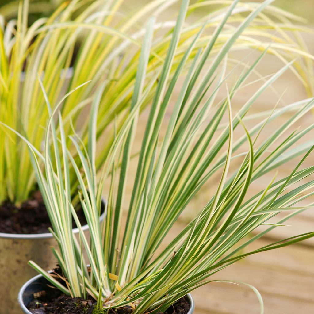 Acorus gramineus Variegata - Jonc japonais panaché