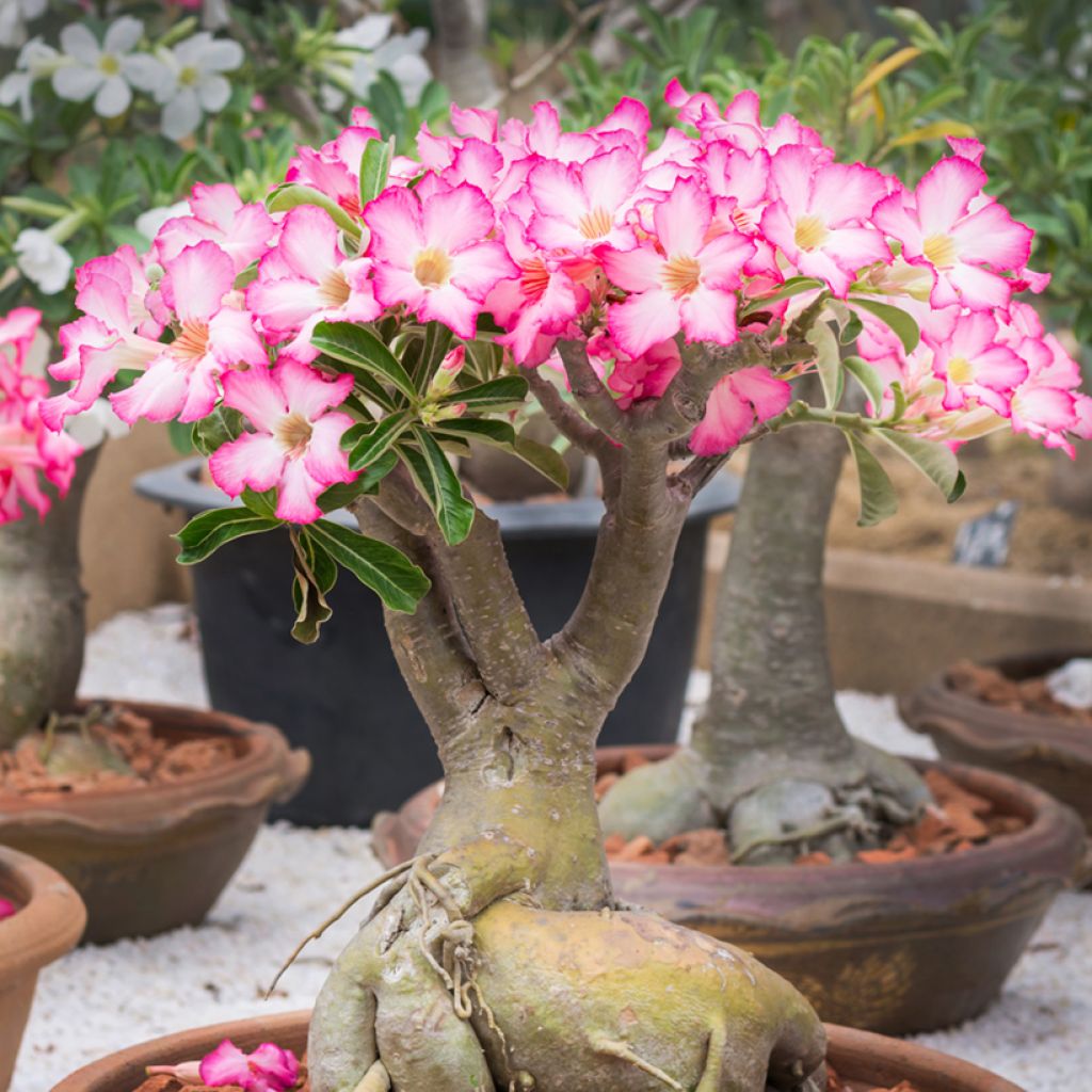 Adenium obesum - Rose du désert