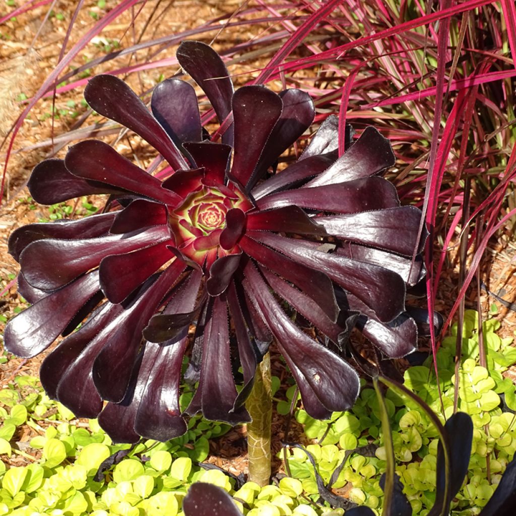 Aeonium arboreum Schwarzkopf - Aéonium en arbre