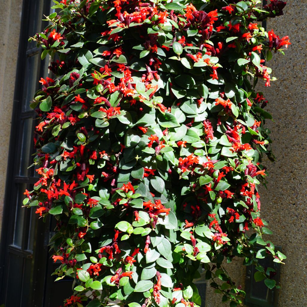 Aeschynanthus Mona Lisa