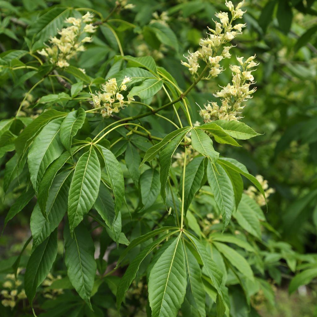 Aesculus glabra var. arguta - Marronnier de l'Ohio