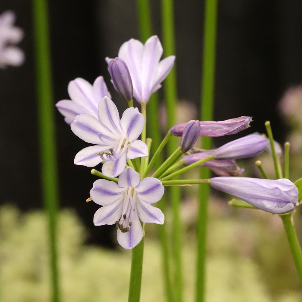 Agapanthe Blue Baby