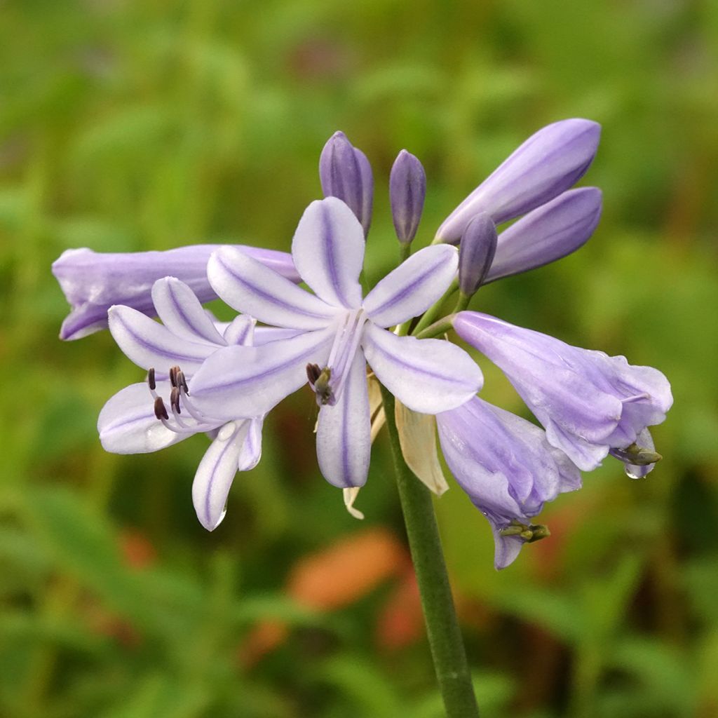 Agapanthe Blue Baby
