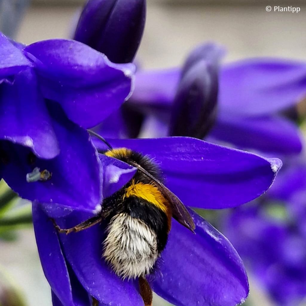 Agapanthe Midnight Sky