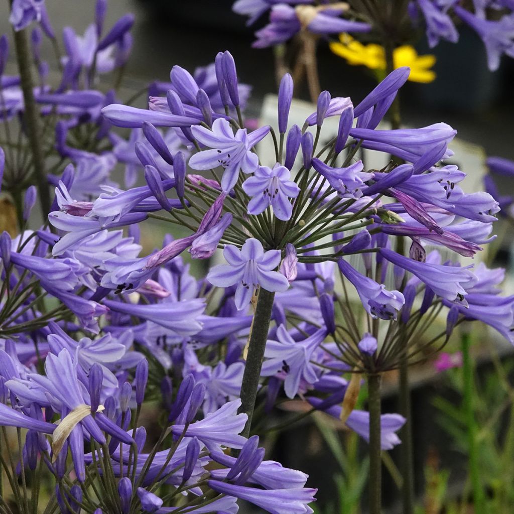 Agapanthe Blue Triumphator