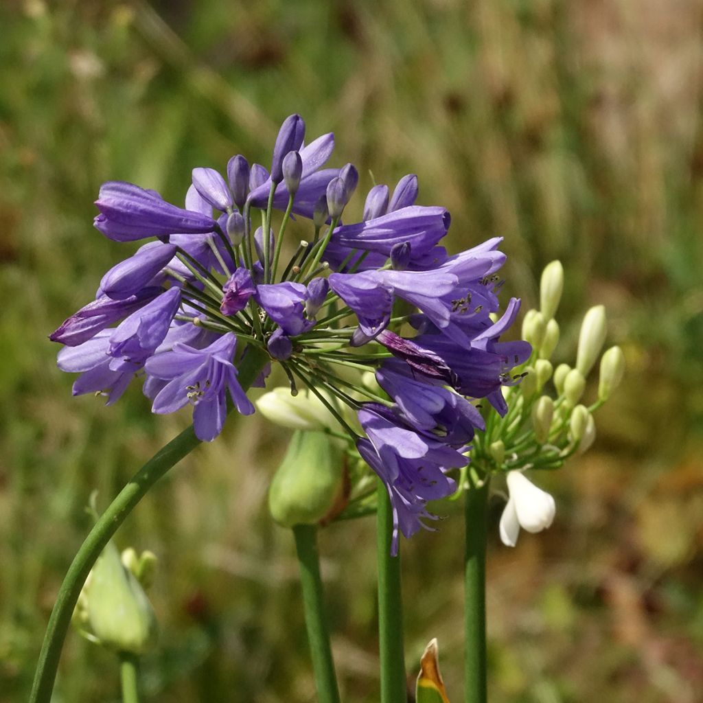 Agapanthe hybride Three Sisters