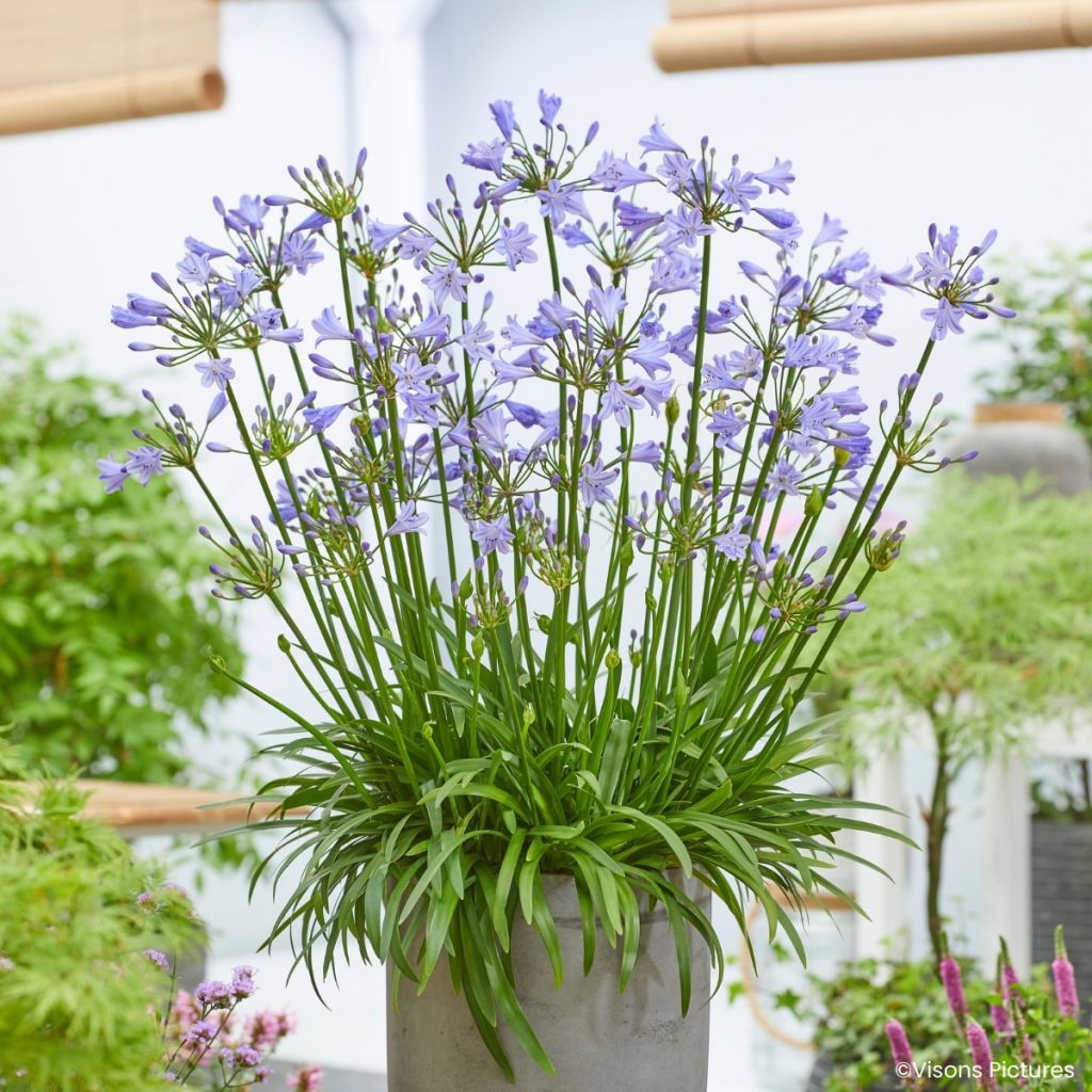 Agapanthe Blue Baby