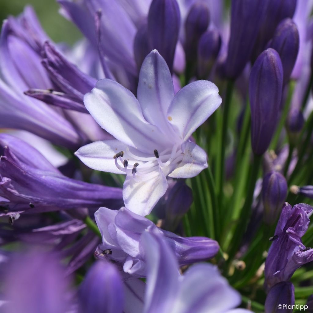 Agapanthe Everpanthus Midnight Moon