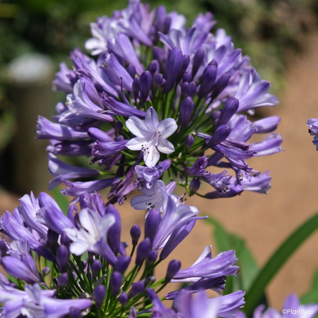 Agapanthe Everpanthus Midnight Moon