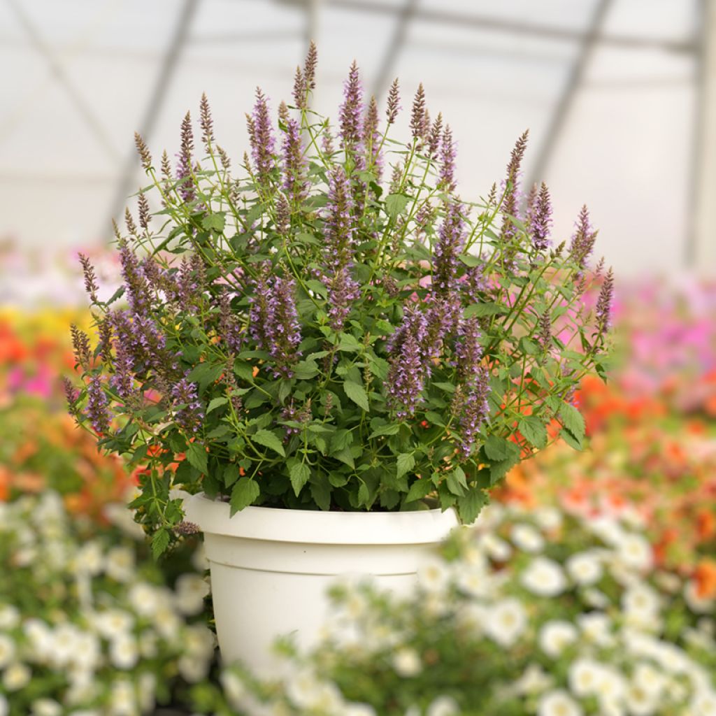 Agastache foeniculum Celestia - Hysope anisée