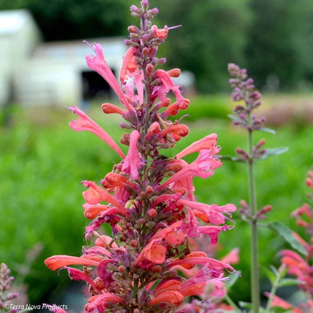 Agastache Kudo's Coral - Agastache hybride rouge corail.