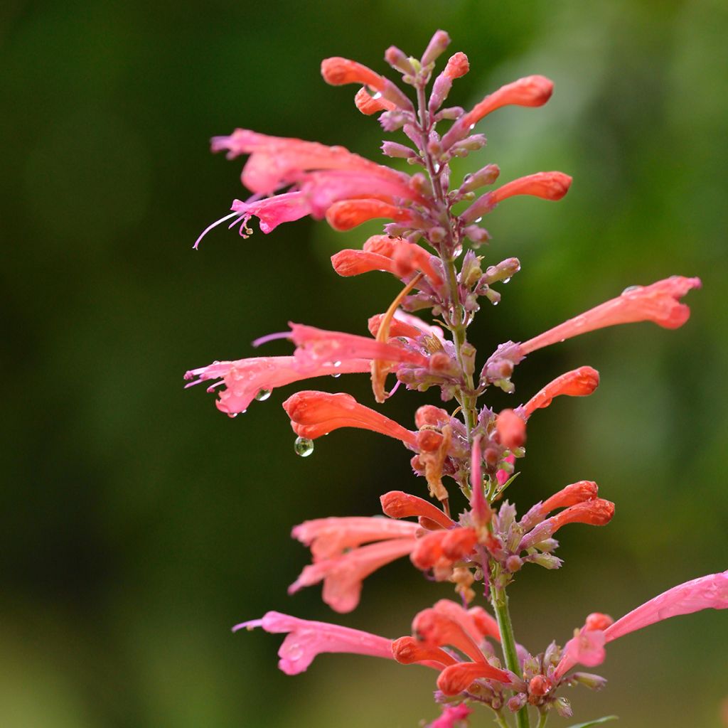 Agastache Kudos Coral - Agastache hybride rouge corail.