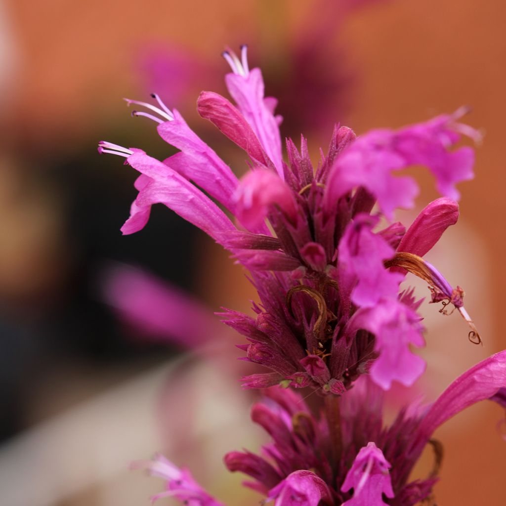 Agastache Danish Delight