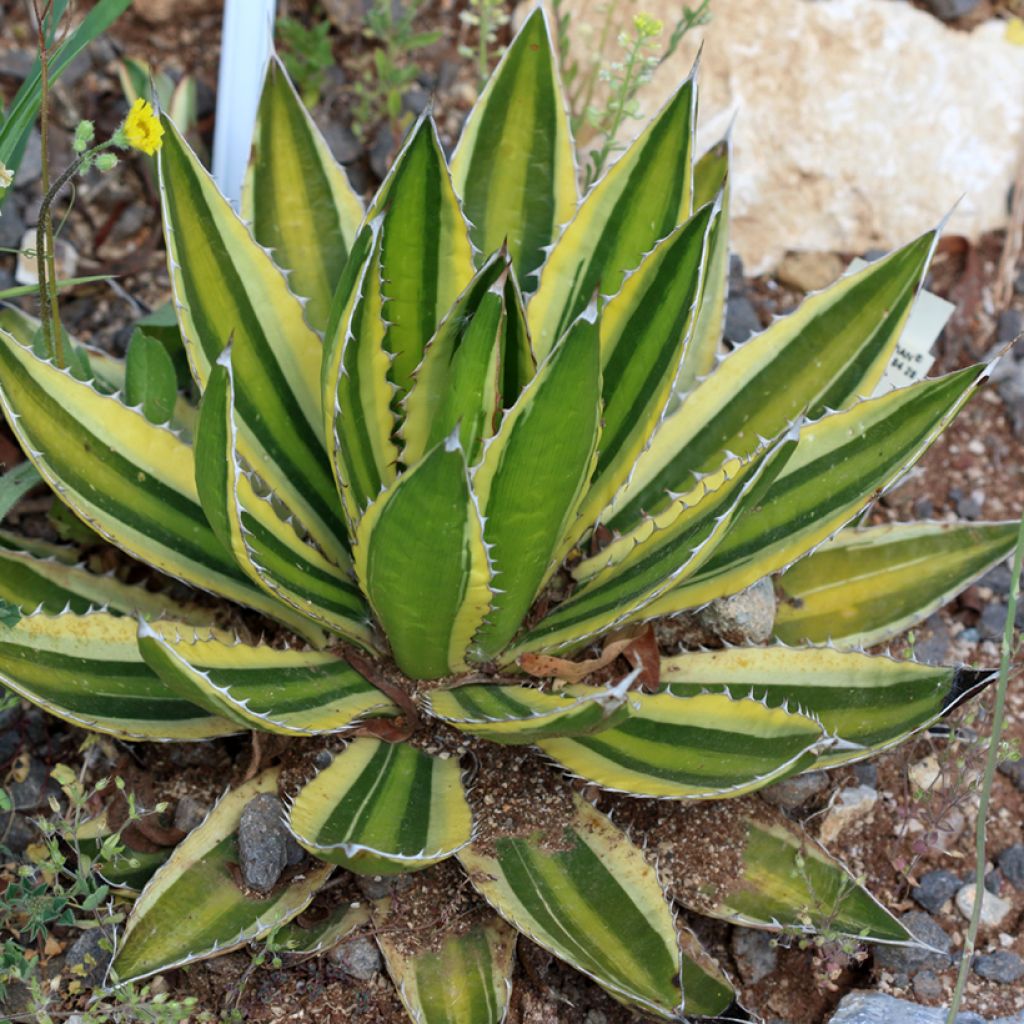 Agave lophantha Quadricolor - Agave à quatre couleurs