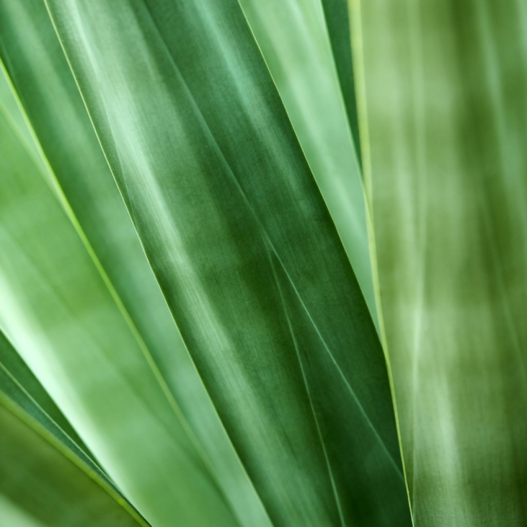 Agave sisalana - Sisal