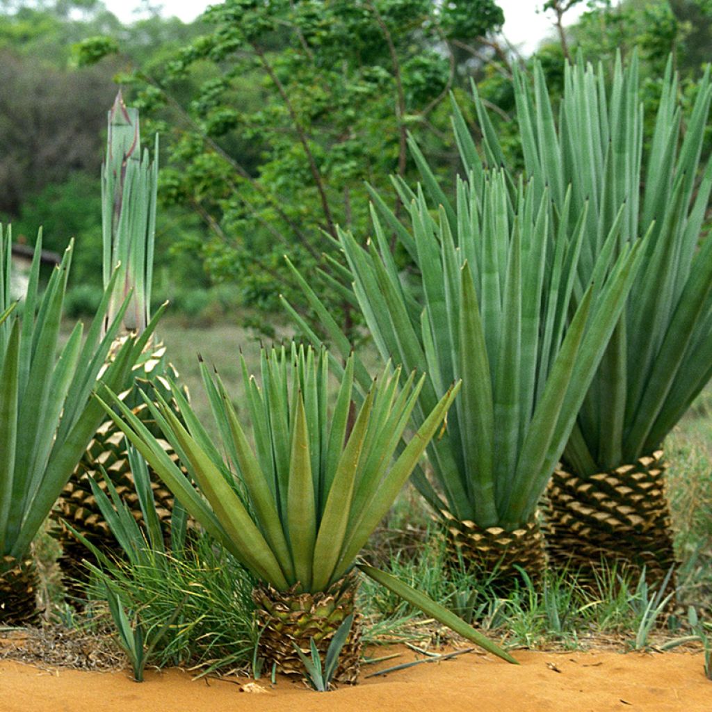 Agave sisalana - Sisal