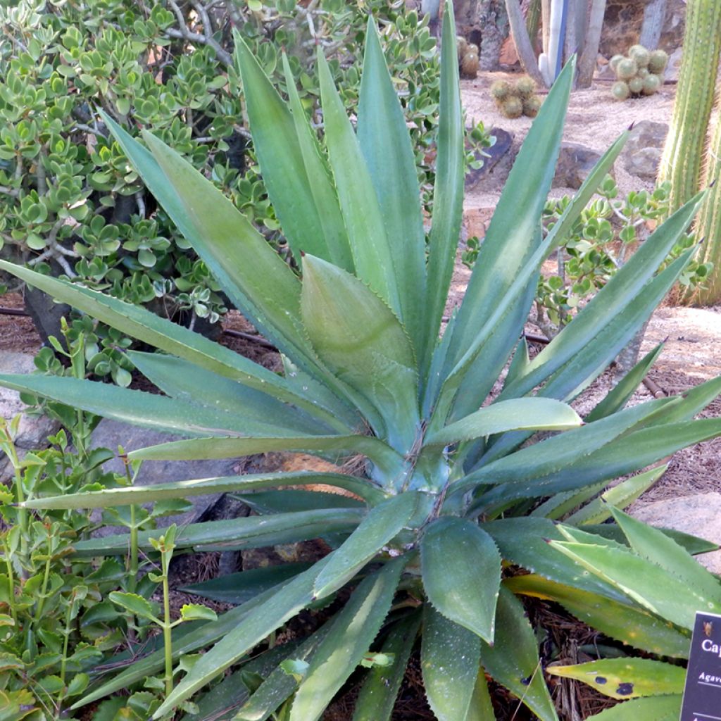 Agave fourcroydes - Henequen