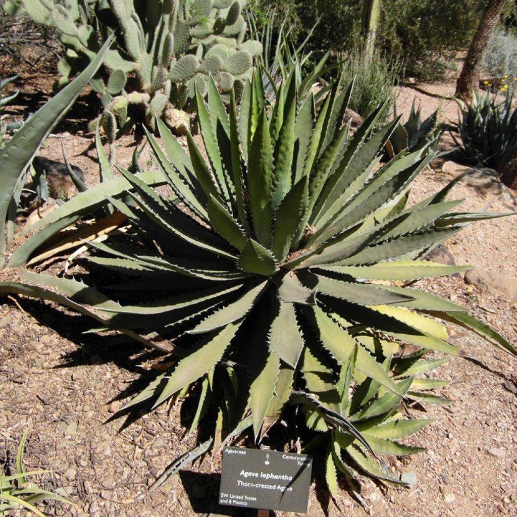 Agave lophantha - Agave à crête épineuse