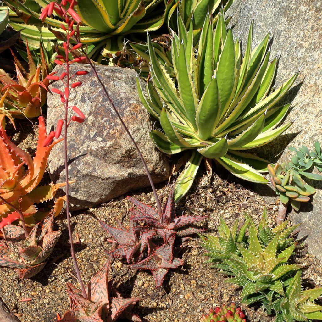 Agave lophantha Quadricolor - Agave à quatre couleurs