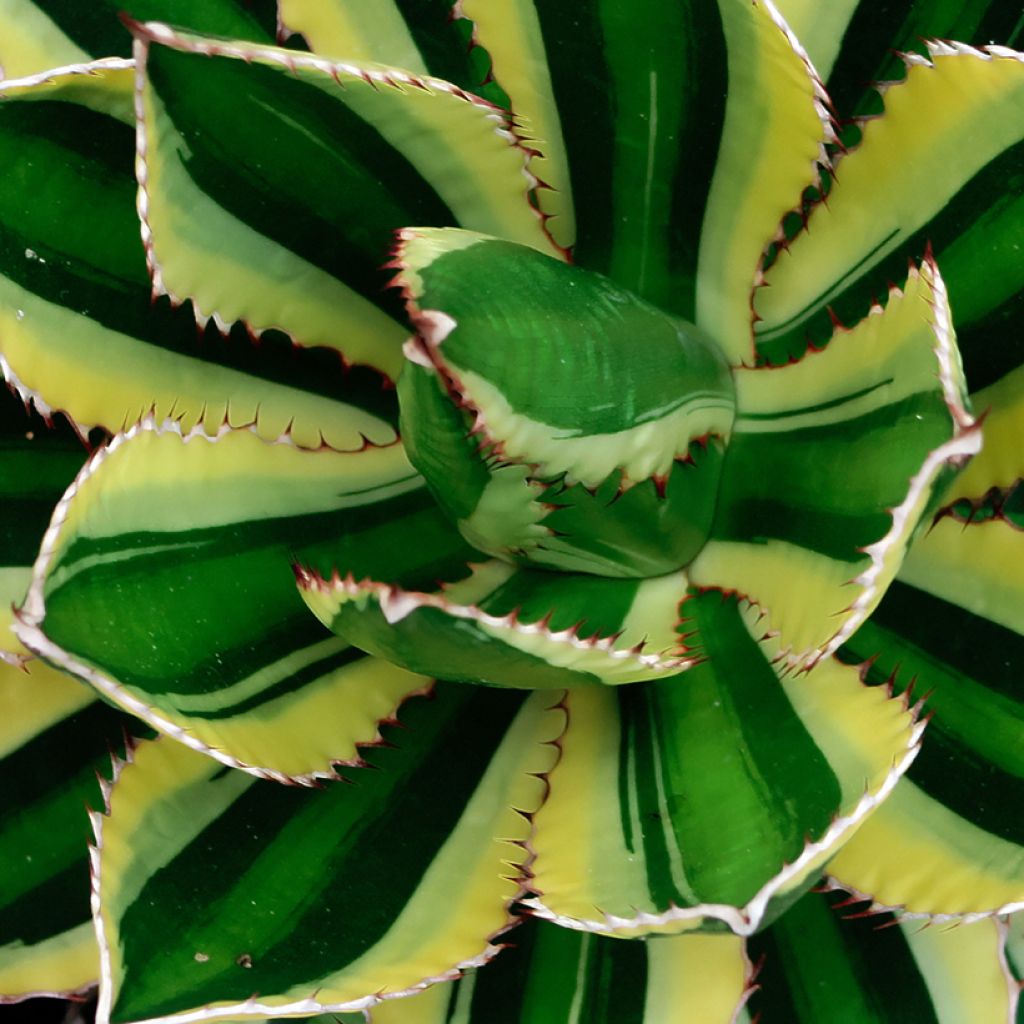 Agave lophantha Quadricolor - Agave à quatre couleurs