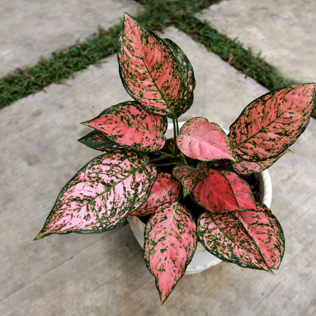 Aglaonema Red Valentine