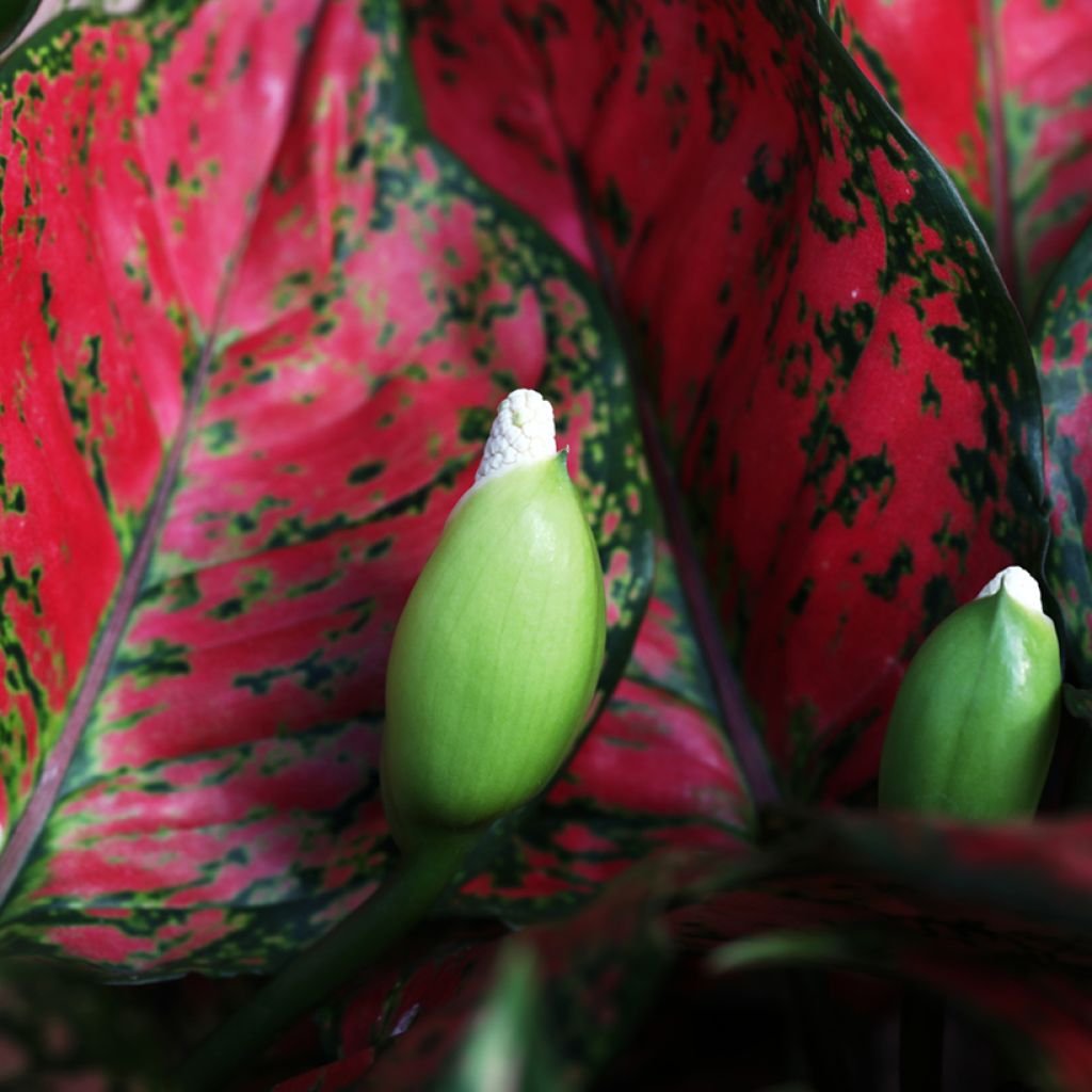 Aglaonema Red Valentine