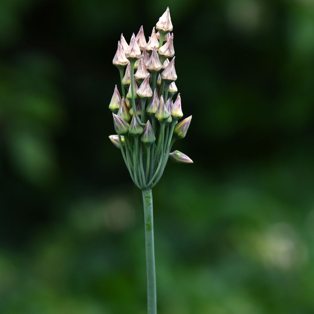 Ail d'ornement - Allium bulgaricum ou nectaroscordum