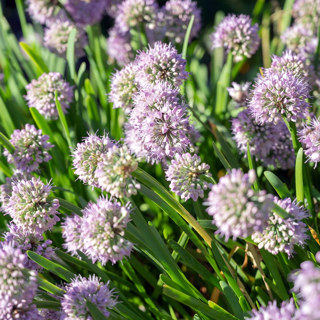Ail d'ornement - Allium senescens Summer Beauty
