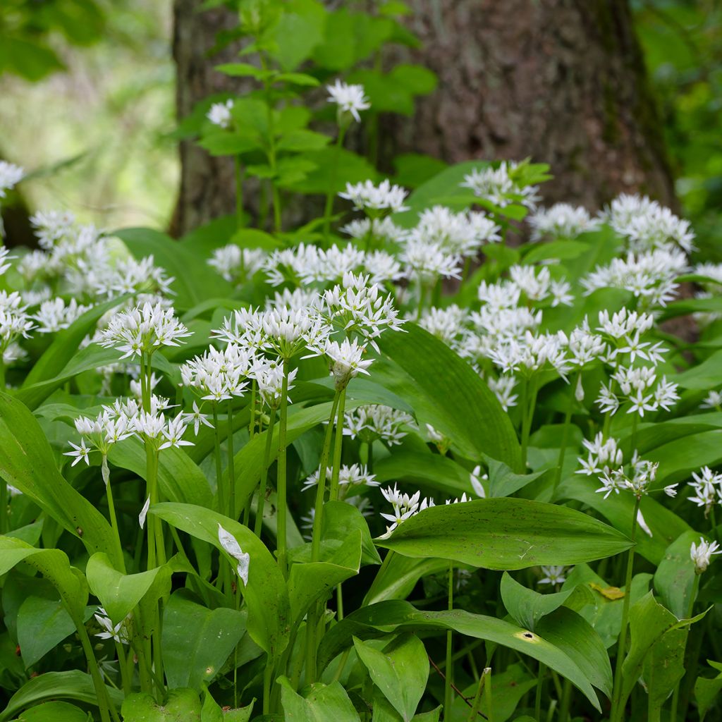 Ail des Ours - Allium ursinum