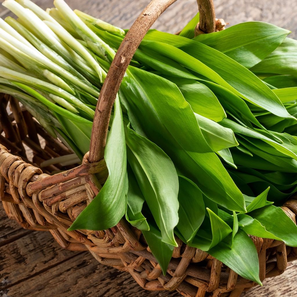 Ail des Ours - Allium ursinum