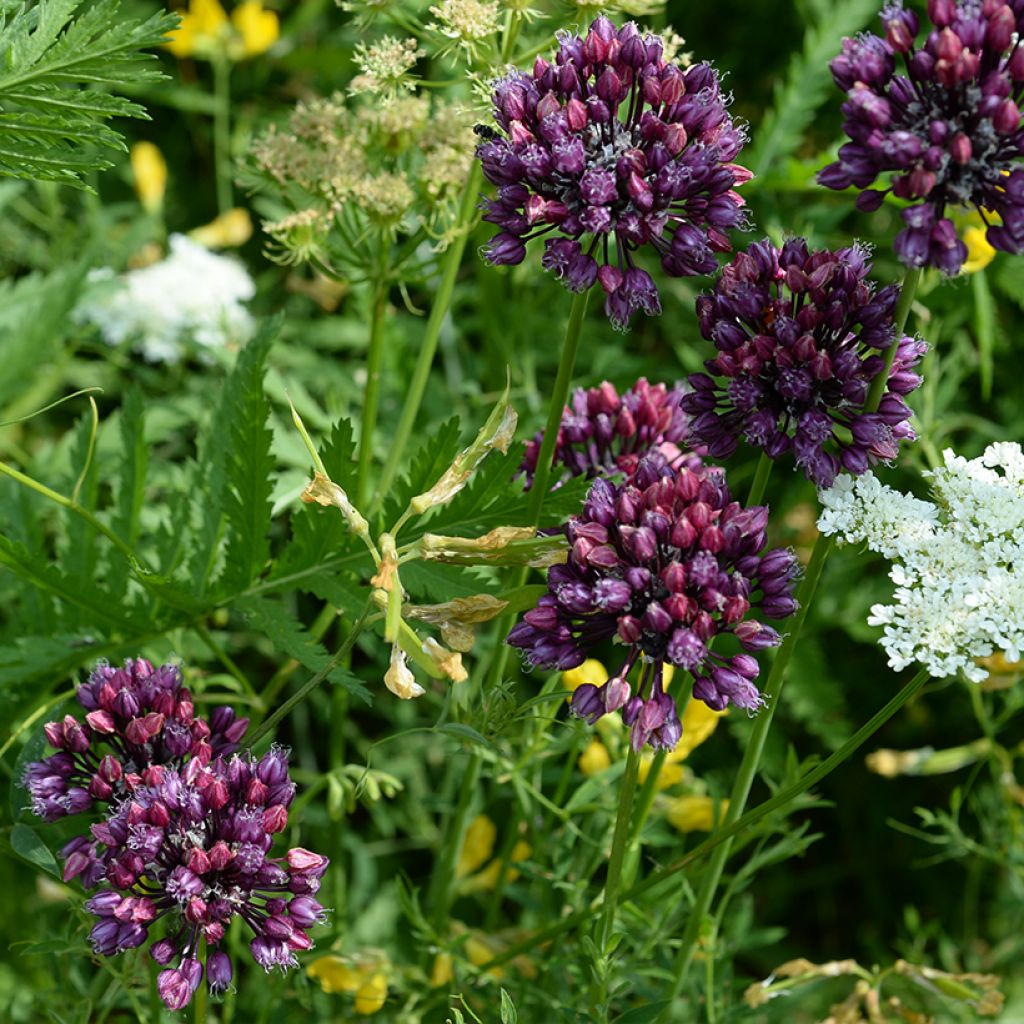 Ail rocambole - Allium scorodoprasum