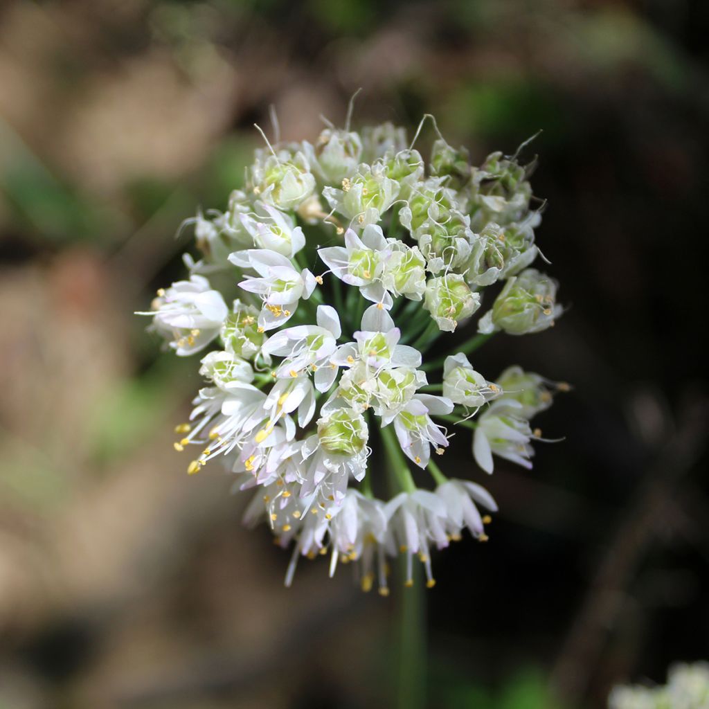 Ail penché White Dwarf - Allium cernuum