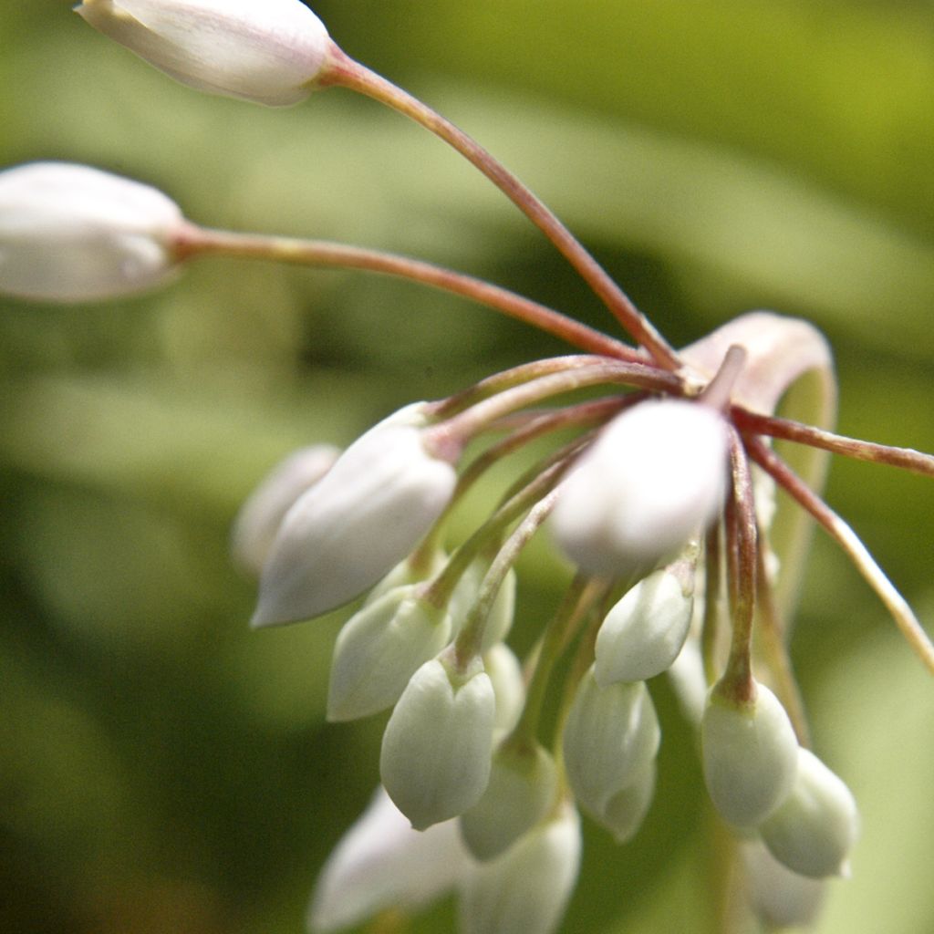 Ail penché White Dwarf - Allium cernuum