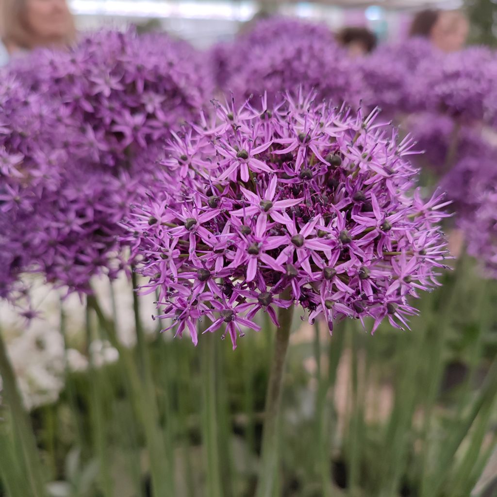 Ail d'ornement - Allium Chicago
