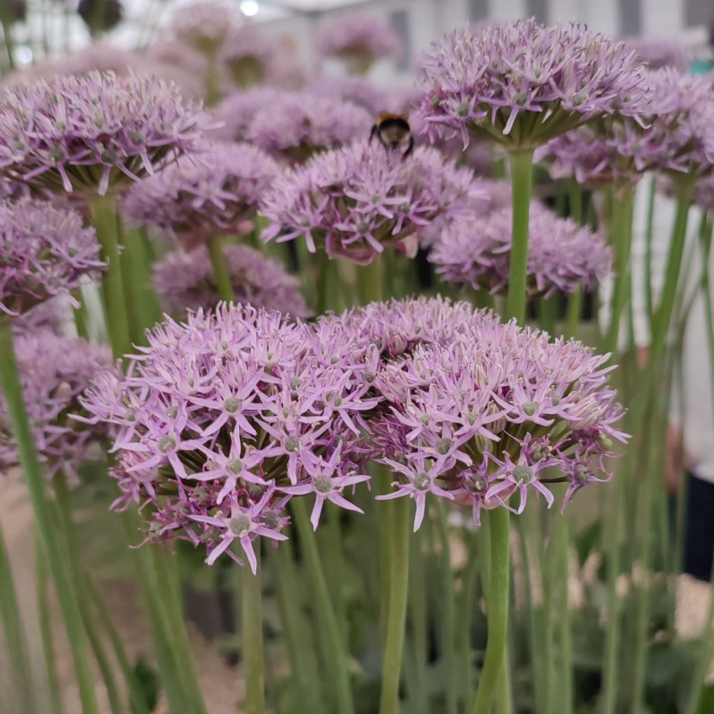 Ail d'ornement - Allium New York